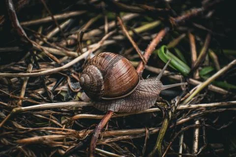 Snail on a leaf Stock Photos