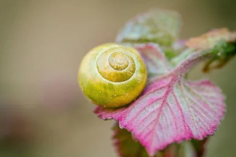 Snail on leaf in spring vine yard closeup. Yellow shell Cepaea nemoralis Stock Photos