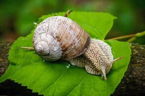 Snail on leaf. Summer. CloseUp Foto stock