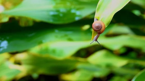 Snail on leaf tree on morning 库存影片 95128688