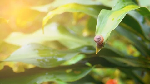 Snail on leaf tree on morning Stock Footage 95129350