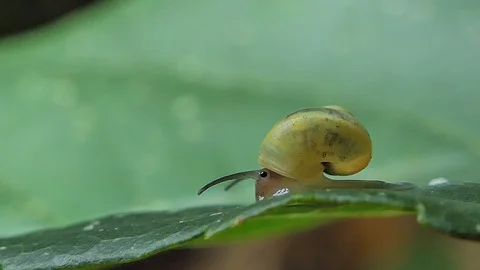 Snail on leaf in tropical rain forest. Video stock 92417211