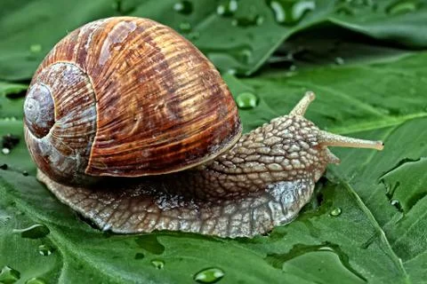 Snail on a leaf in the wild Stock Photos