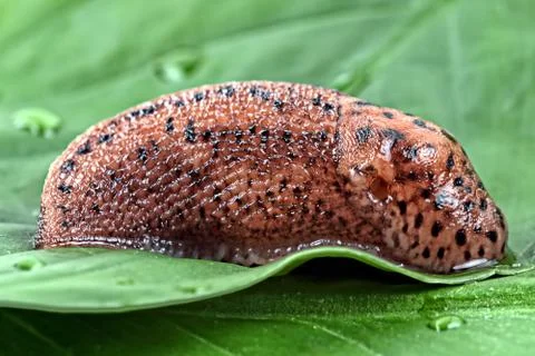 Snail on a leaf in the wild Stock Photos