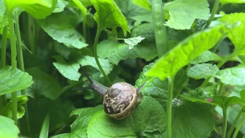 Snail on the leafs close up Stock Footage 254065664