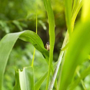 Snail in the leaves of corn. Stock Photos