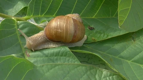 Snail on leaves Stock Footage 125638135