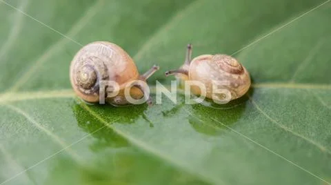 Snail lefe couple on the dry leaf in the garden with green background.Snail c Stock Photos