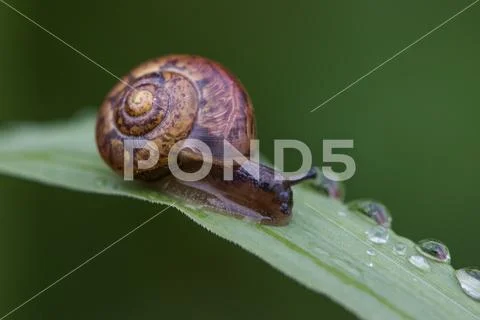 Snail lefe couple on the dry leaf in the garden with green background.Snail c Stock Photos