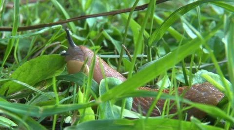 Snail left Vídeo Stock 27860533