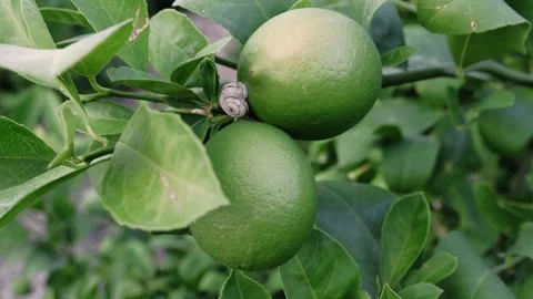Snail on lemon.Close up green lime swing by the wind with sunlight in the farm. Stock Footage 251916675