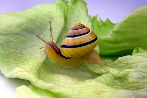 Snail on lettuce leaf macro shell animal closeup Stock Photos