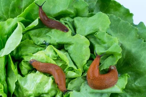 Snail with lettuce leaf Stock-Fotos