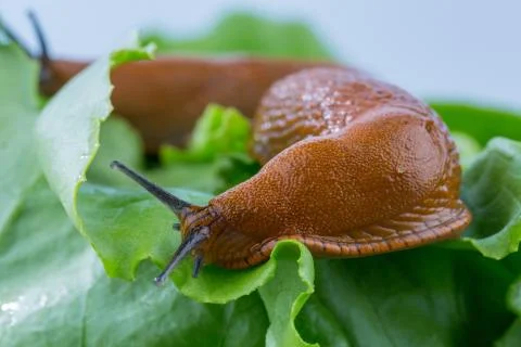 Snail with lettuce leaf Stock Photos