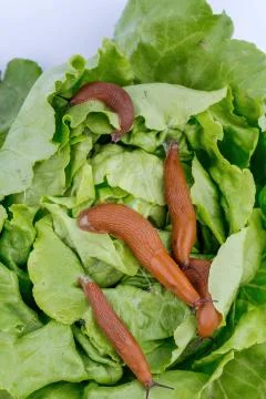 Snail with lettuce leaf 스톡 사진