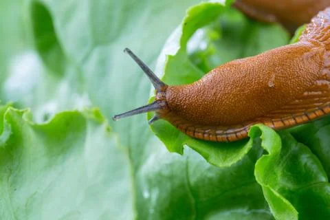 Snail with lettuce leaf Foto stock