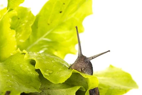 Snail in the lettuce Stock Photos