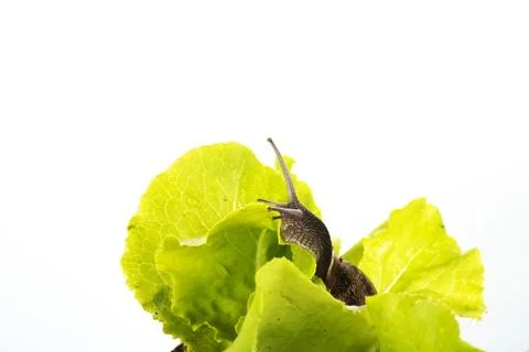 Snail on the lettuce Stock Photos