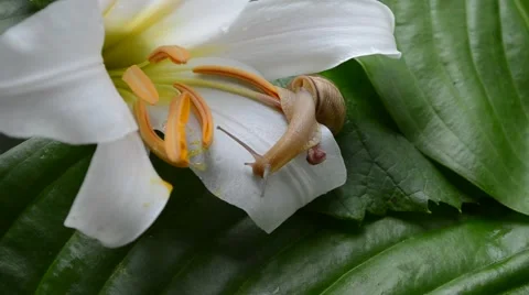Snail on Lily Stock Footage 64807767