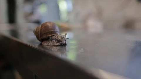 Snail live and fresh ready to cook. Eating grape snails in food concept Stock Footage 129458549