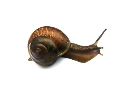 Snail live with shell crawling isolated on white background. Stock Photos