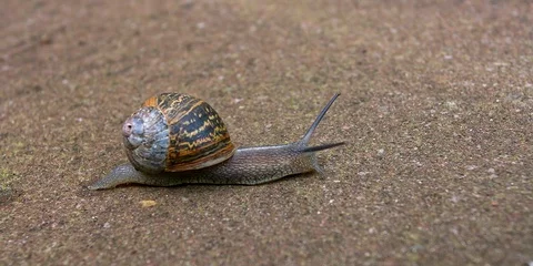 Snail locomotion Stock Footage 109048287