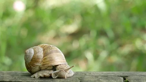 Snail on a log Video stock 115237839