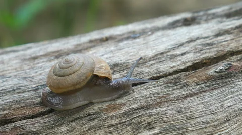 Snail on a log of wood Stock Footage 65798368