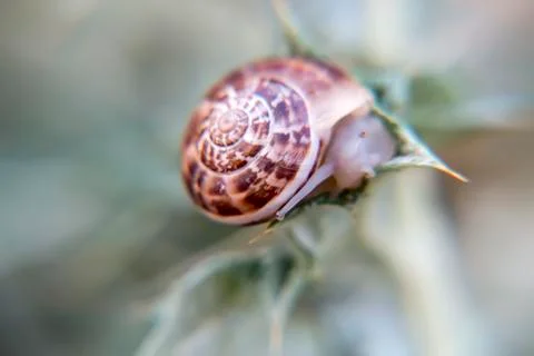 Snail look Stock Photos