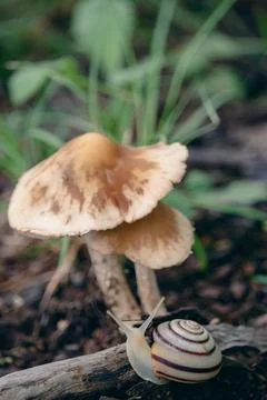 Snail looking up at a mushroom Stock Photos