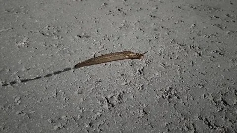 Snail is looking for a new home Stock Footage 199019608