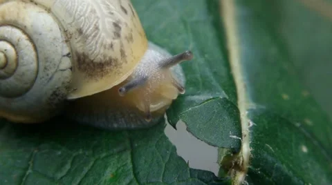 Snail is looking straight into the camera. Stock Footage 41382060