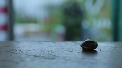 Snail Looks Out Of Shell Stock Footage 95400674