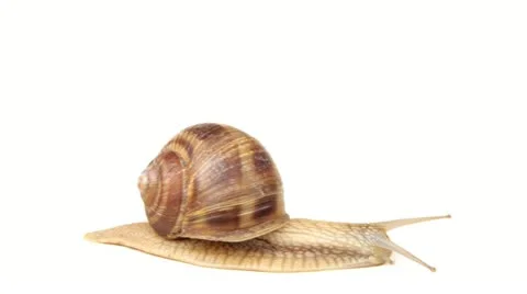 Snail Loop Stock Footage 11914656