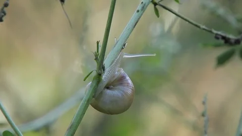 Snail (Lumaca) climbs on a stem of grass 4K - Italian Nature Video stock 95985941