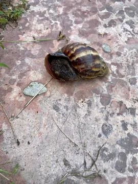 A snail lying on the floor Stock Photos