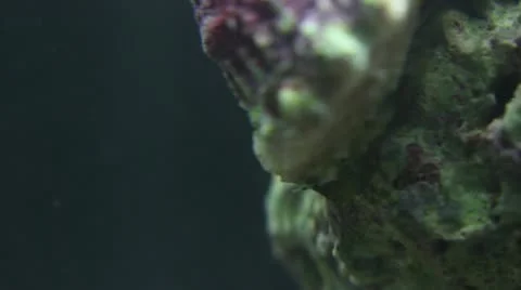 Snail Macro 001 库存影片 12150813