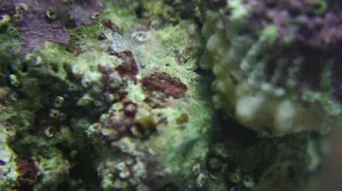 Snail Macro 002 Stock Footage 12150790