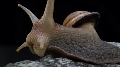 Snail macro, clos up, backgraund Stockbeeldmateriaal 158085197