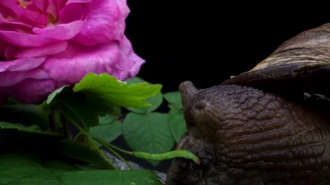 Snail macro, clos up, backgraund Stockbeeldmateriaal 158085201