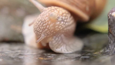 Snail macro closeup 11 Stock Footage 107630431