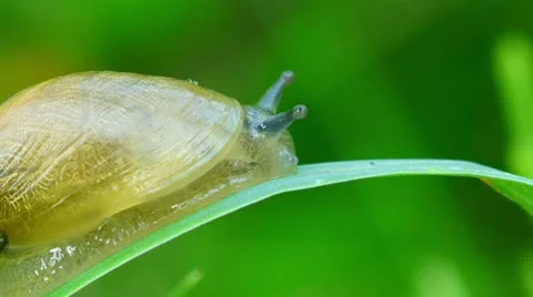 Snail macro Stock Footage 11289748