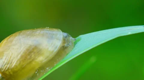Snail macro Stock Footage 11289775