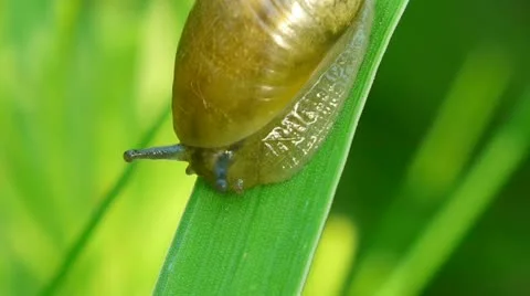 Snail macro Stock Footage 11289939