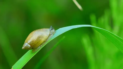 Snail macro Stock Footage 11289976