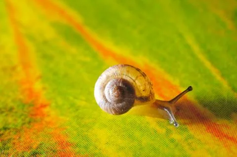 Snail macro Stock Photos