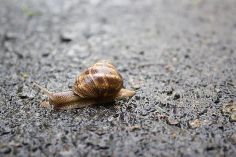 Snail in macro Stock Photos