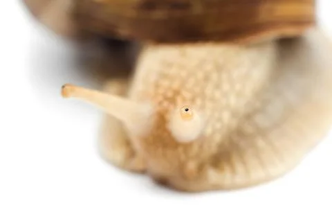 Snail macro Stock Photos
