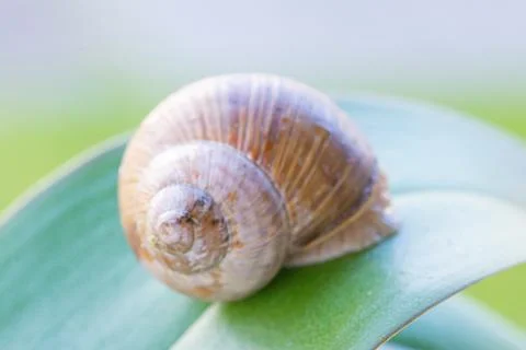 Snail macro Stock Photos