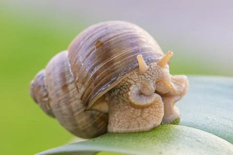 Snail macro Stock Photos